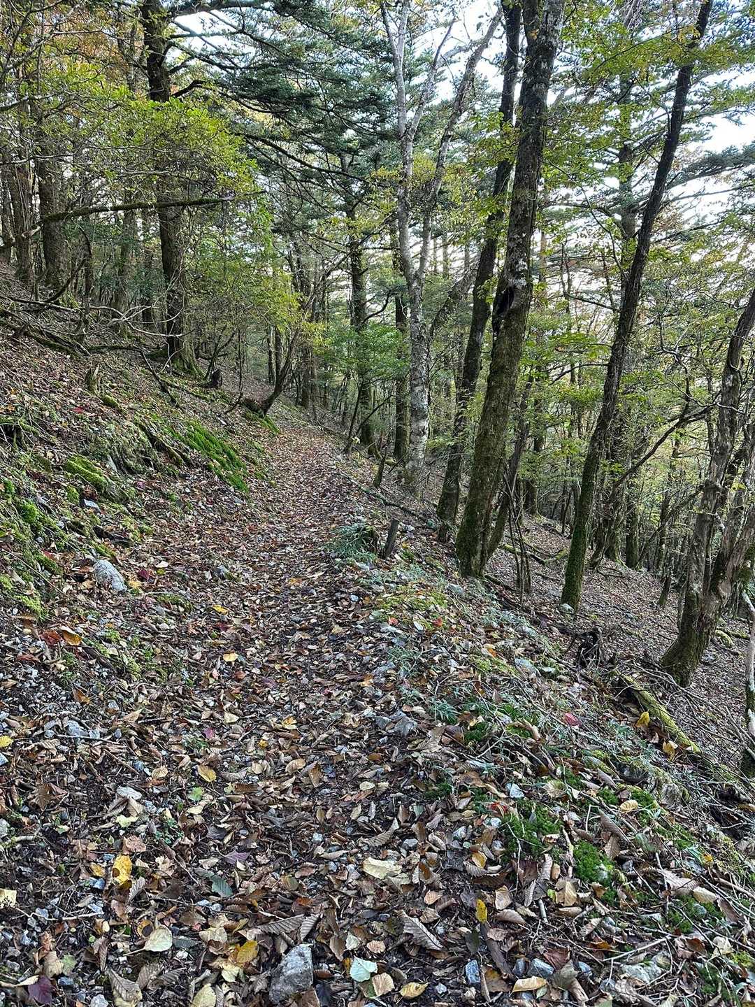 この時期、丸笹山が不人気になるのも少し分かる気がする🥲