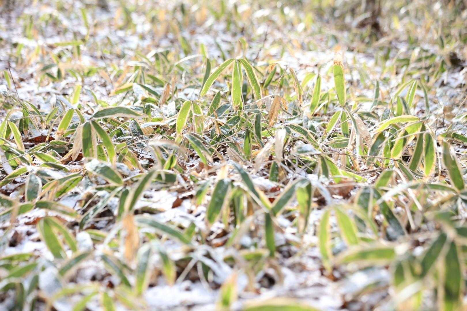 中央コース登山口-氷上山 縦走コースの写真