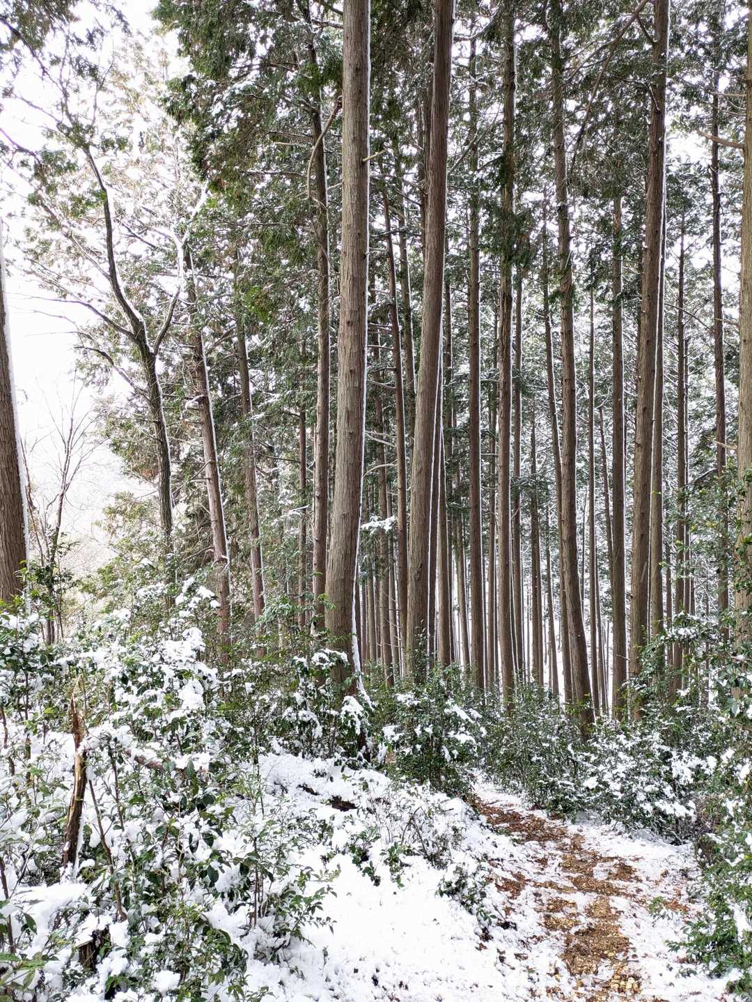 大谷山-滝谷山 往復コースの写真