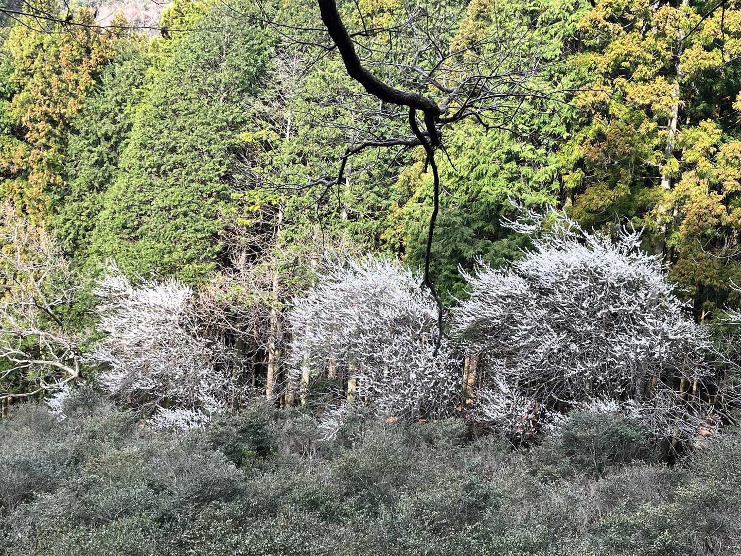 遠くに山桜🌸