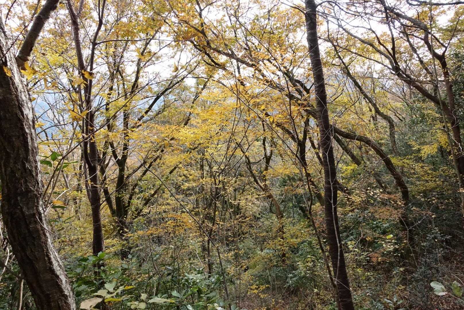 国見山 往復コースの写真