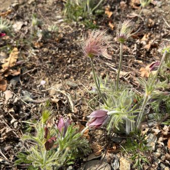 ここにも、オキナグサが🥰