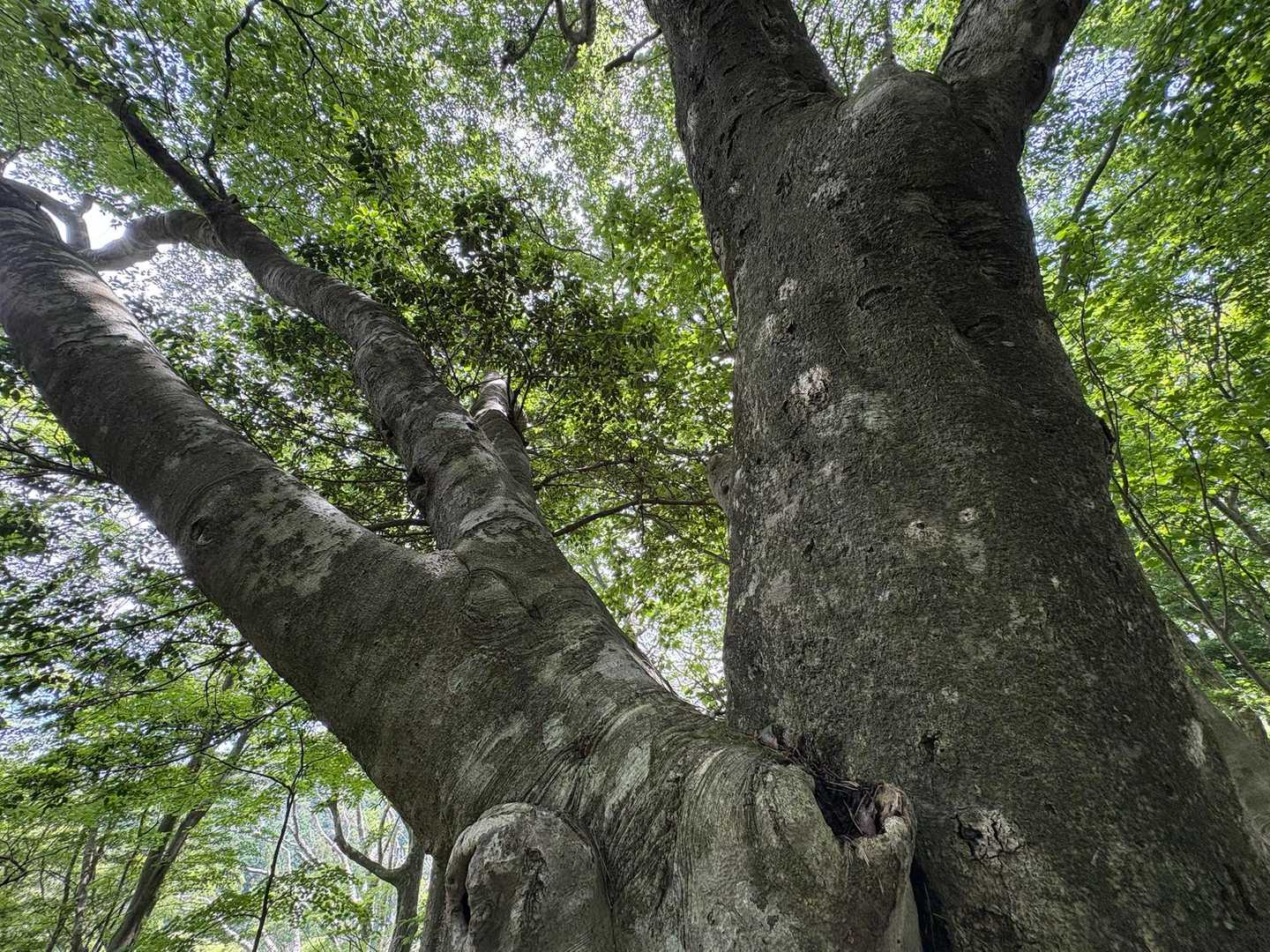 デッキの横に大きな木がありました✨ケヤキ？
