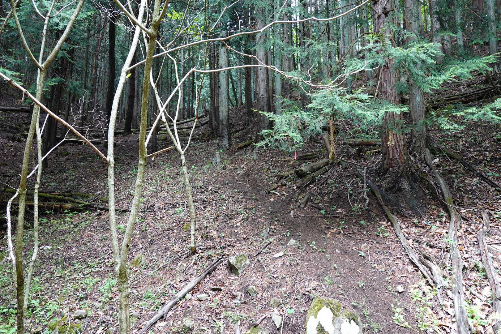 作業道の終点
ここから山道へ