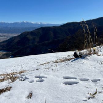 うさぎも来てる🐰
