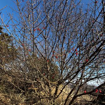 冬は色がないので…私的にいいね👍