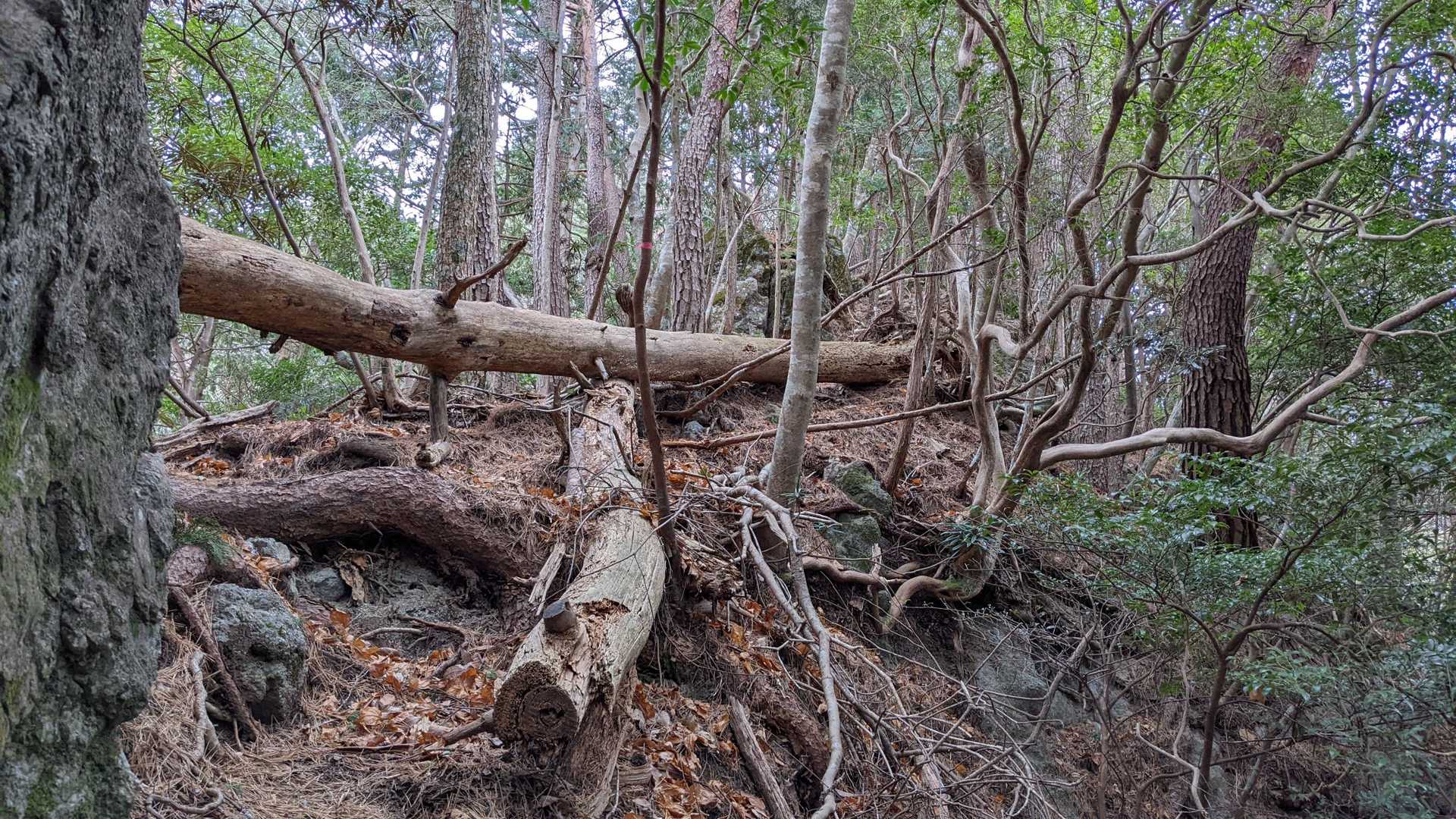 それなりに荒れてます