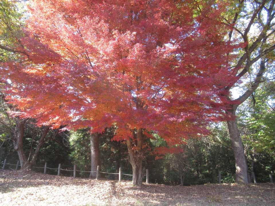 大きな紅葉の木