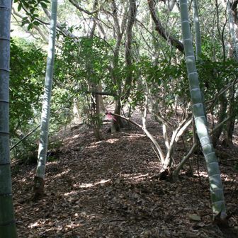 ここを登り切ったらめし盛山山頂か！と期待したら違った・・・
