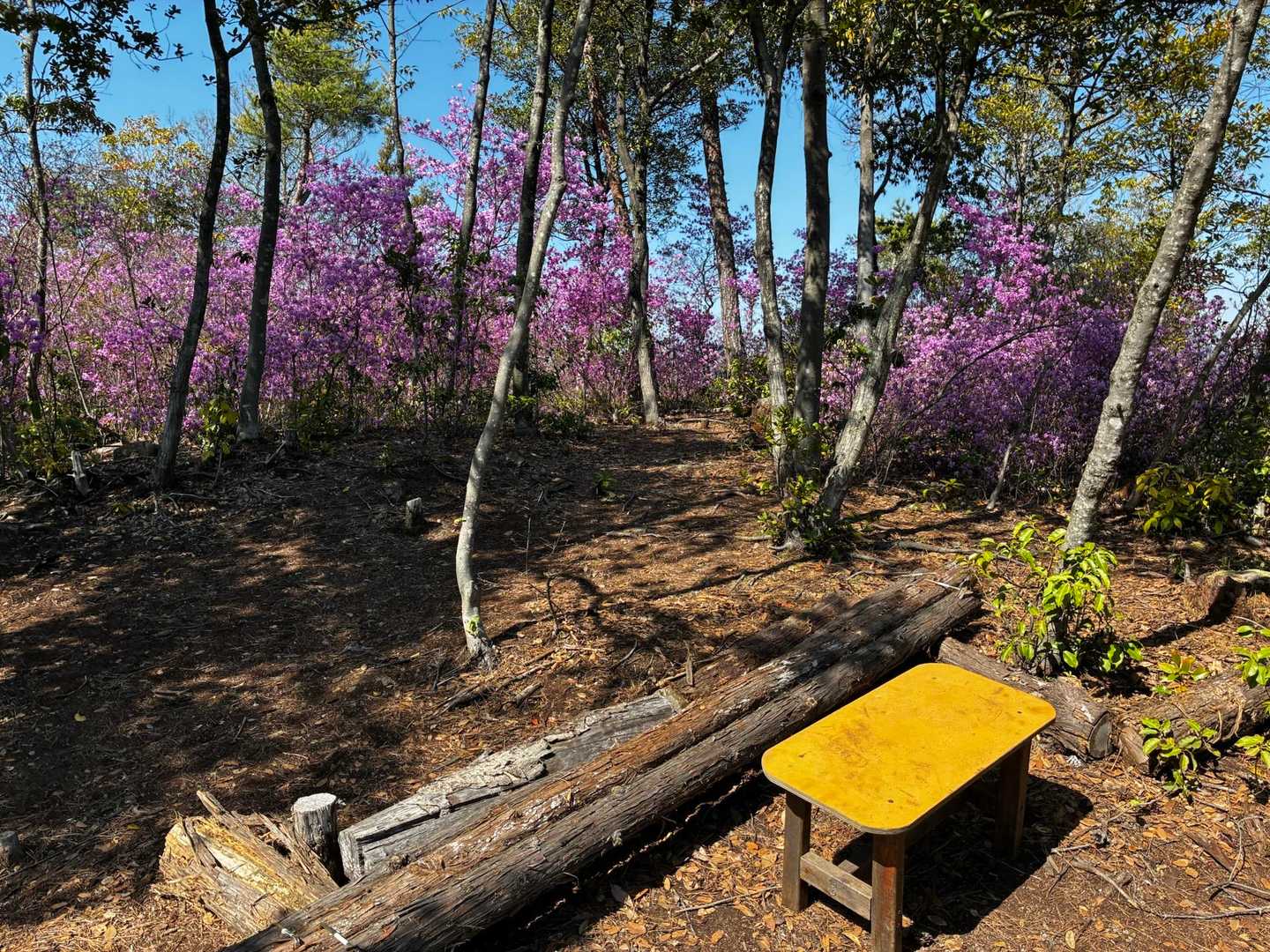 秘密基地みたいです👍