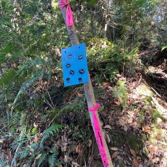 まっくろくろすけ。