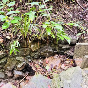 このページと次のページ、蛇の苦手な方閲覧注意です⚠️
マムシいました🐍
どくろを巻いてる蛇はリラックスしてる時もあるけどすぐに飛びかかれる体制なので気を付けた方がいいとか