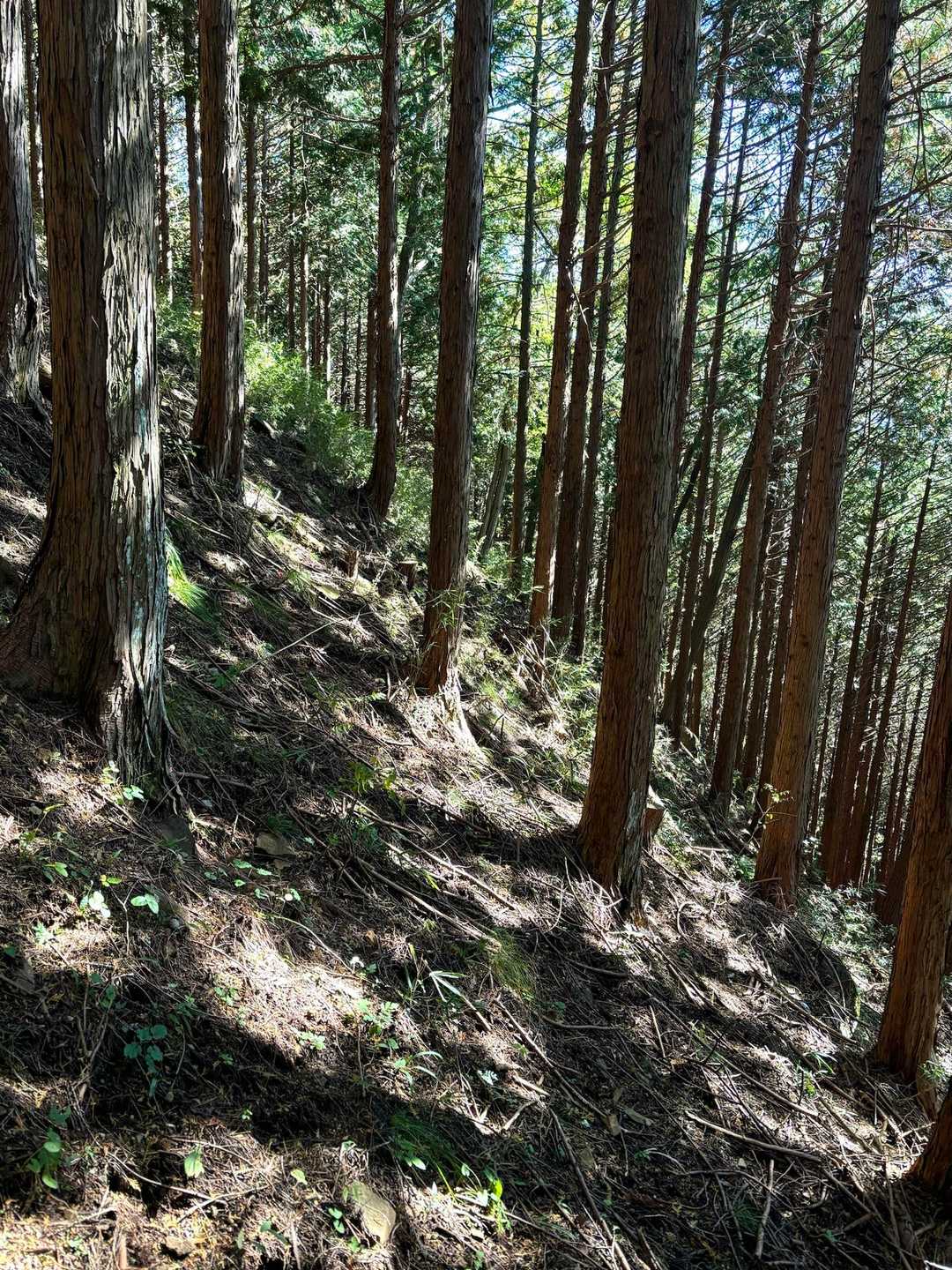 けっこうな急登でふくらはぎが辛いんだけど、写真では分かりづらいな(◞‸◟)