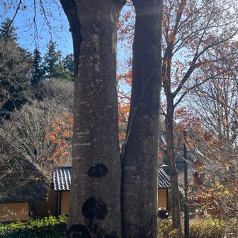 午前中に1度帰宅された👺ジーちゃんもまた来てくださったので山友さんと5人になりました
今シーズン♥️案内1番目と聞いて感激です😊