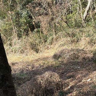 登山終了間際、今日は誰にも会わなかったなーと思っていたら、
前方でガサガサガサガサ…
私の存在に気付いたのか分かりませんが、猪ファミリーが、走り抜けて行きました😱
近くに沢があったから水飲みに来てたのかも？
初めての猪遭遇💨

動物とは適度な距離を保てますように🙏