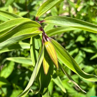 ササユリの蕾
もう少し先かな、は常連さん
楽しみですね😊