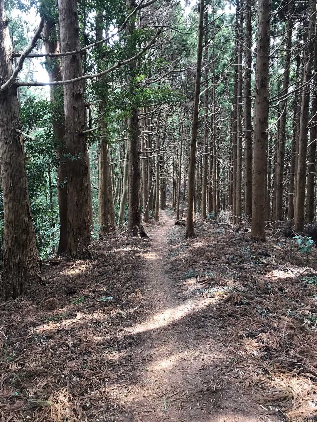 四方山-黒森山-閑居山 往復コースの写真