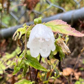 ホタルブクロ
花言葉は、忠実
🙋‍♀️✋