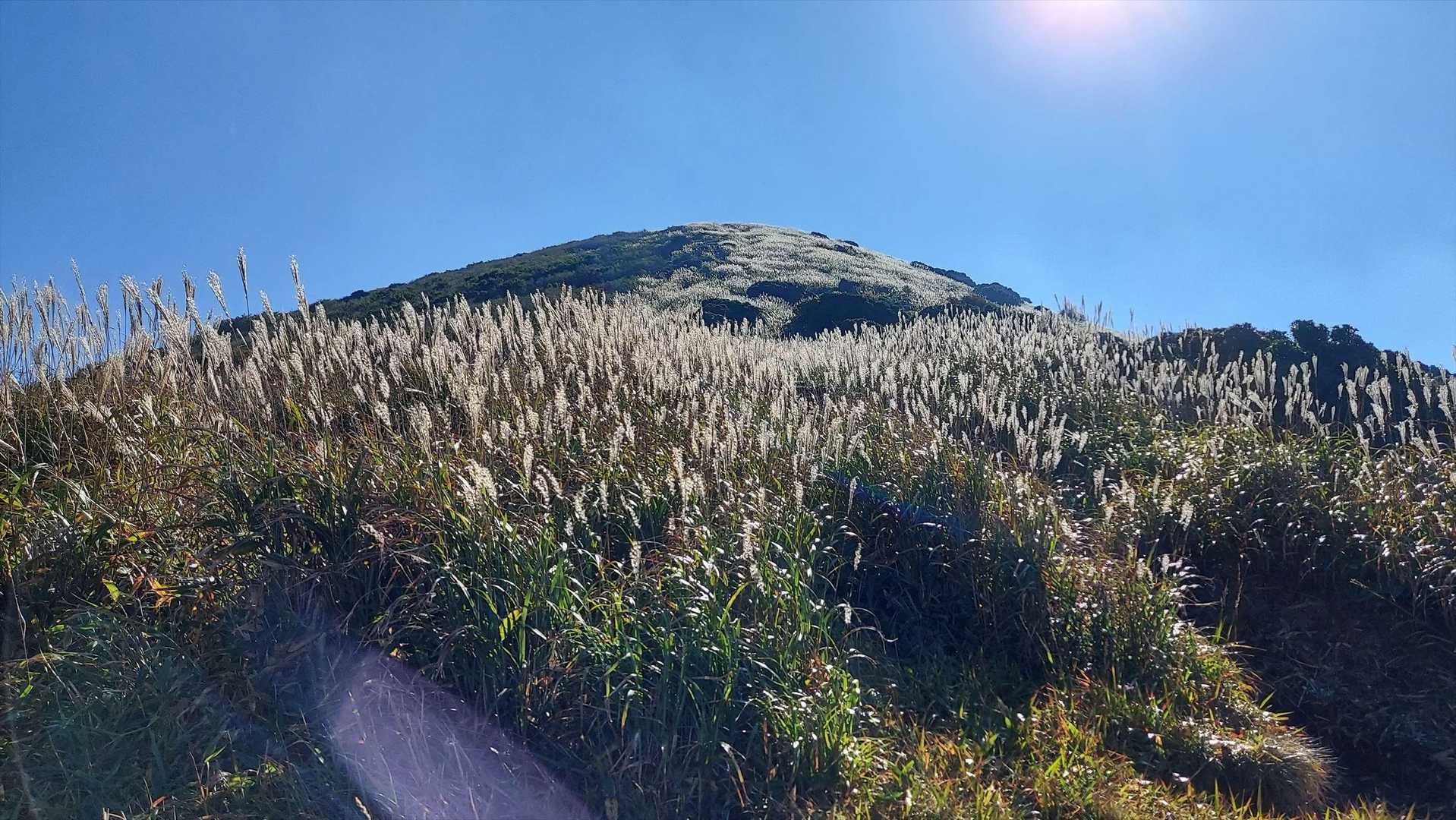 ススキの向こうは山頂か？