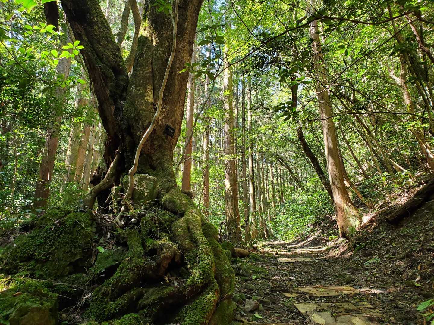 ウラジロガシの大木の横を