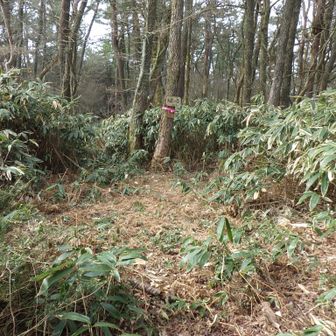 展望もないので下ります