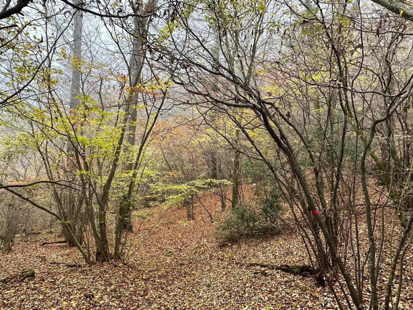 笹ゾーンから抜けると、、びっくり😍
素敵な森🌳
とっても気に入ってしまった😍