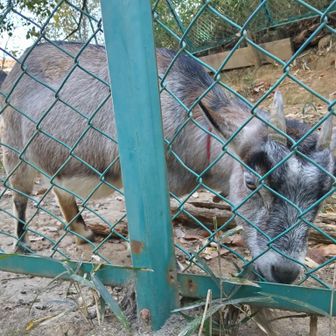 もう1頭 メェ～🐐