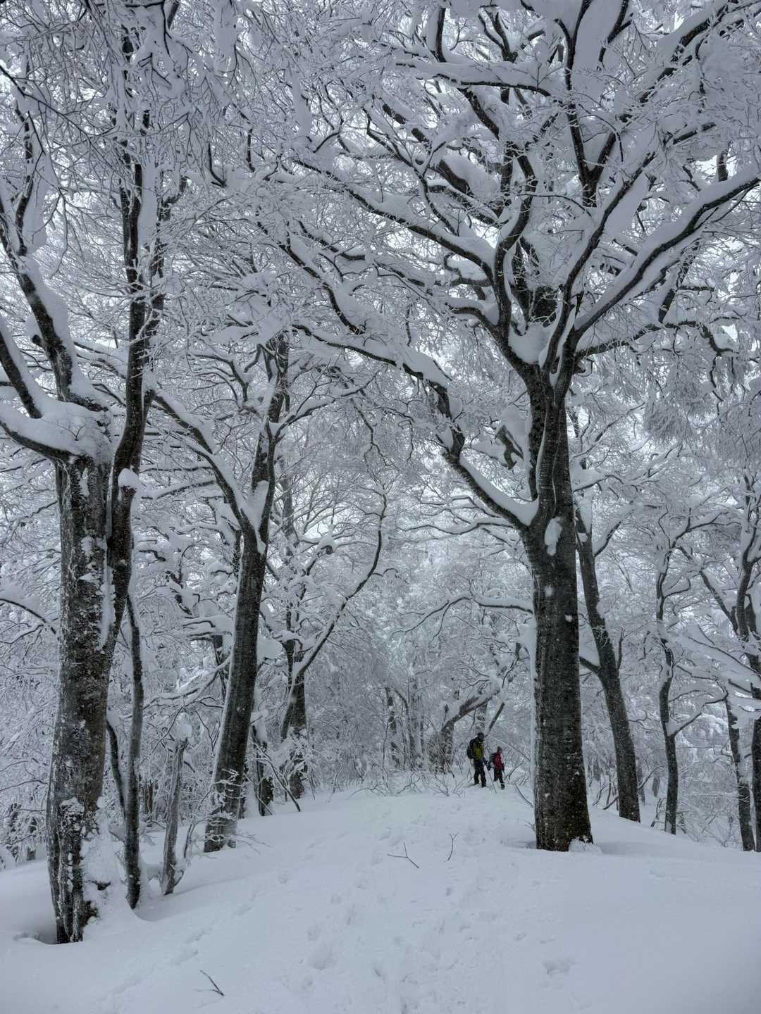 大蔵山 往復コースの写真