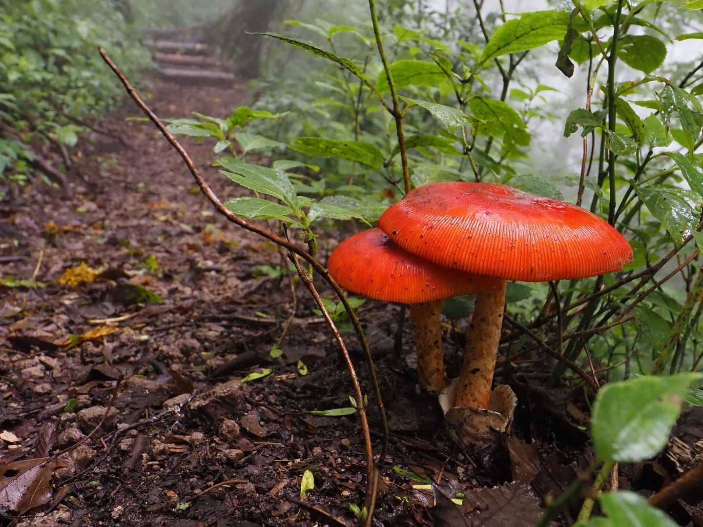 ジャンボなのもありました🍄