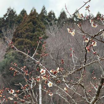 梅が咲いてる！