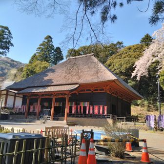 日向薬師でお参り、桜も綺麗でした