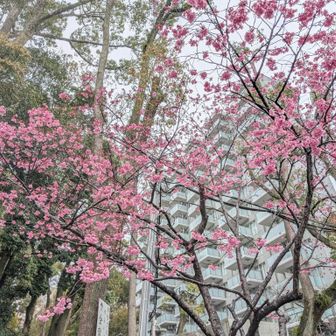 桜🌸🌸🌸。生田神社。