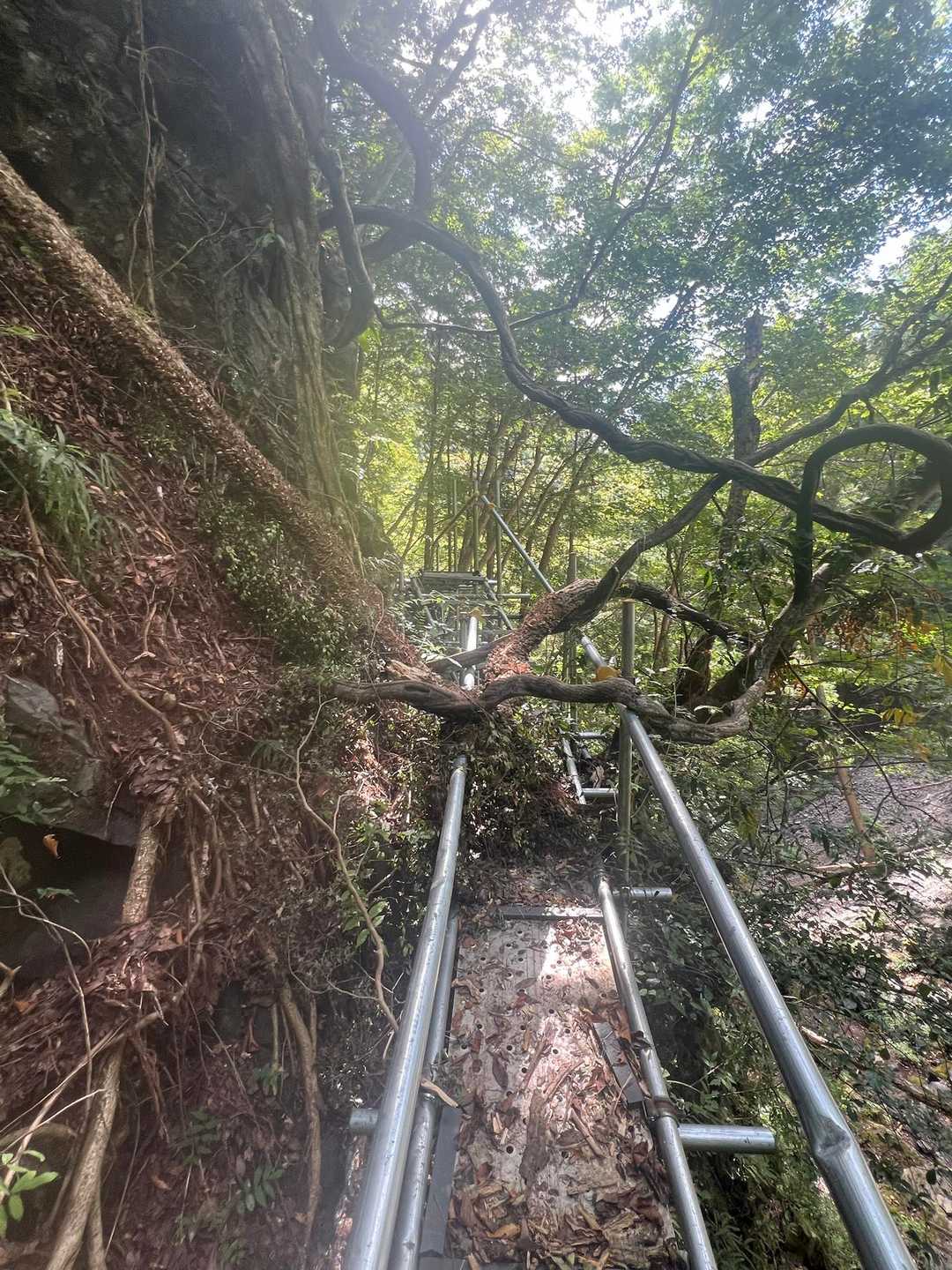 下山道で一部苦労しました😥