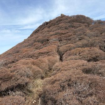大船山直下も群生は見事です。
