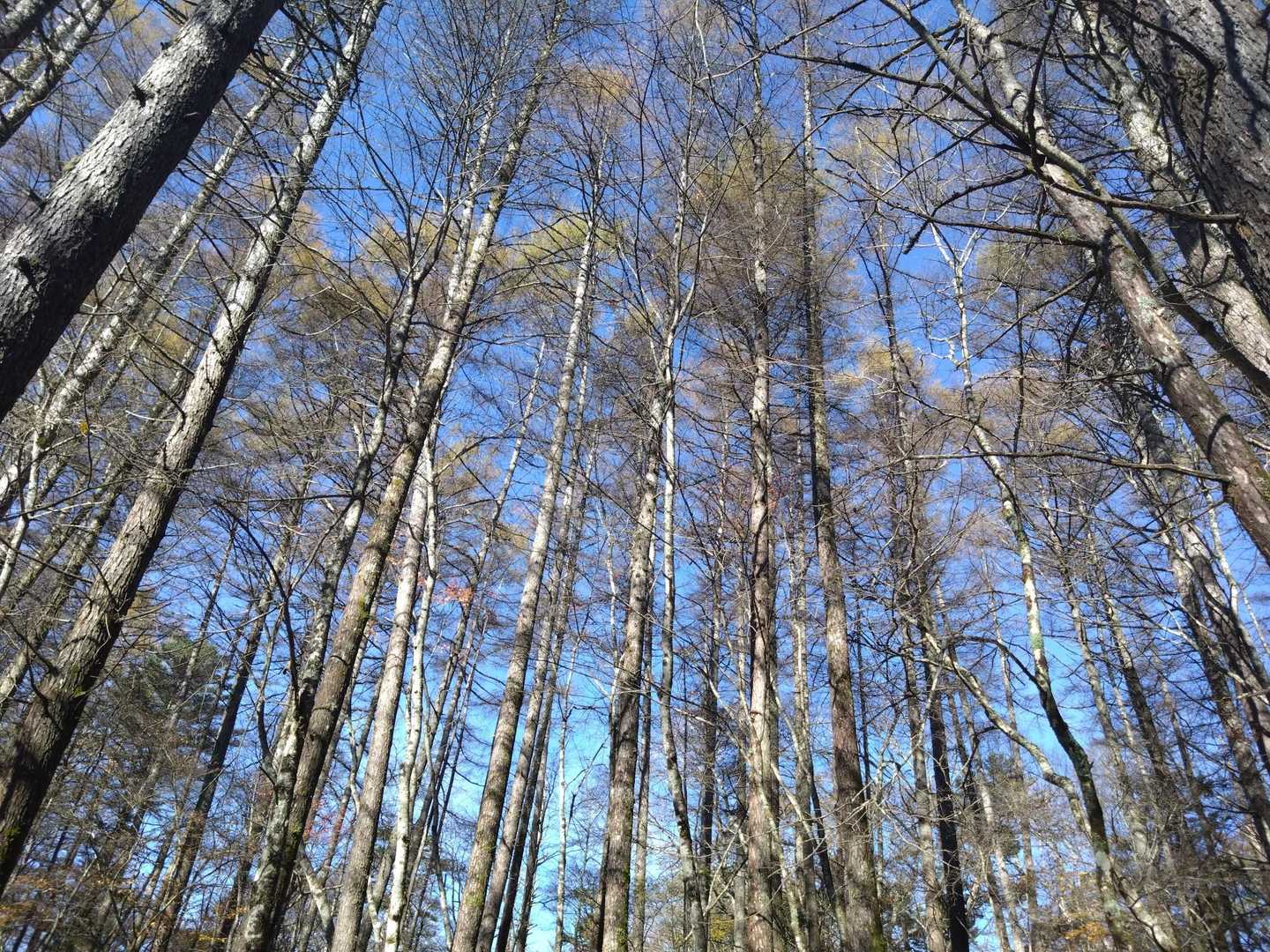 登山口で1500mオーバー。木々も低山とは違いますね👀