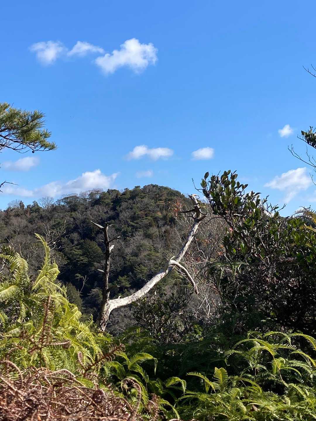だいぶ降りてきた。百石山が見えてる