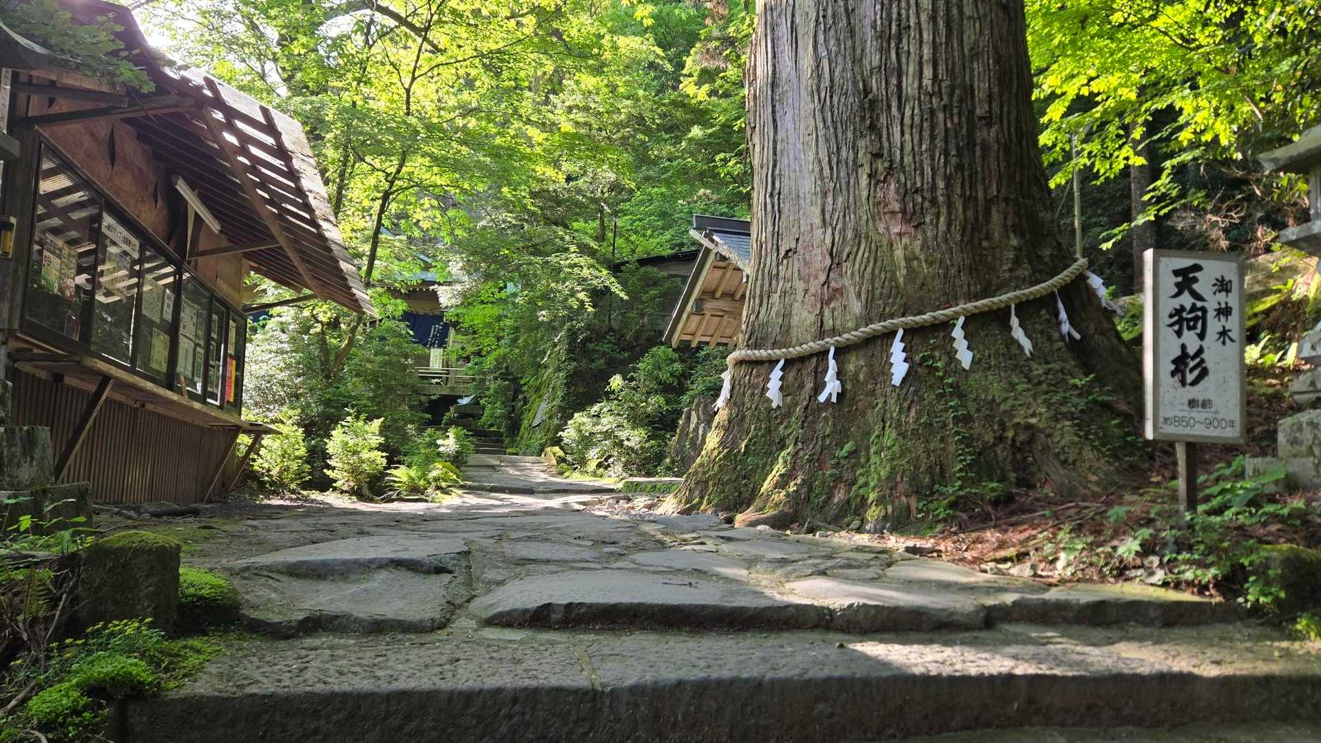 天狗杉