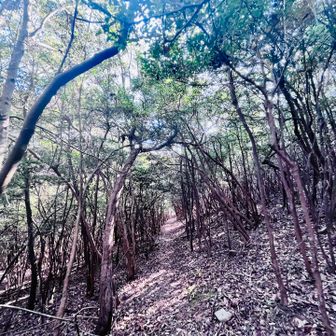 今日はピストン☝️