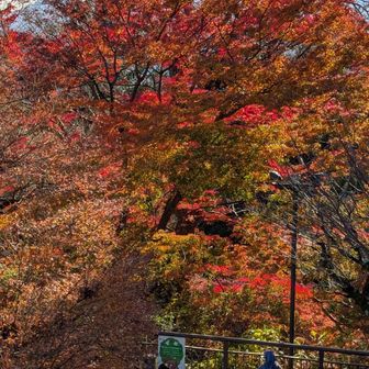 まだ紅葉残ってた😉