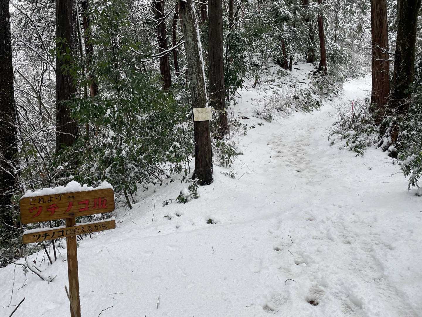 つちのこさんと会えるかもしれない坂を左へショートカット