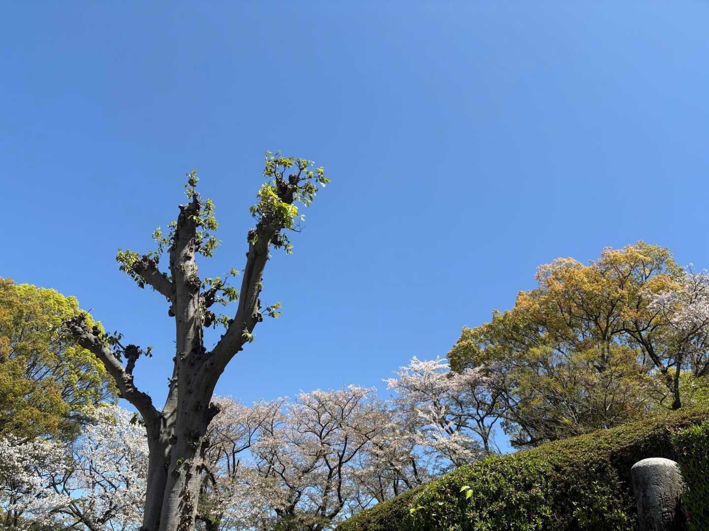 まだ桜残ってる🌸