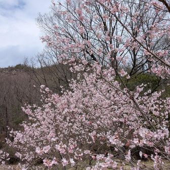 岐阜県は桜が満開です