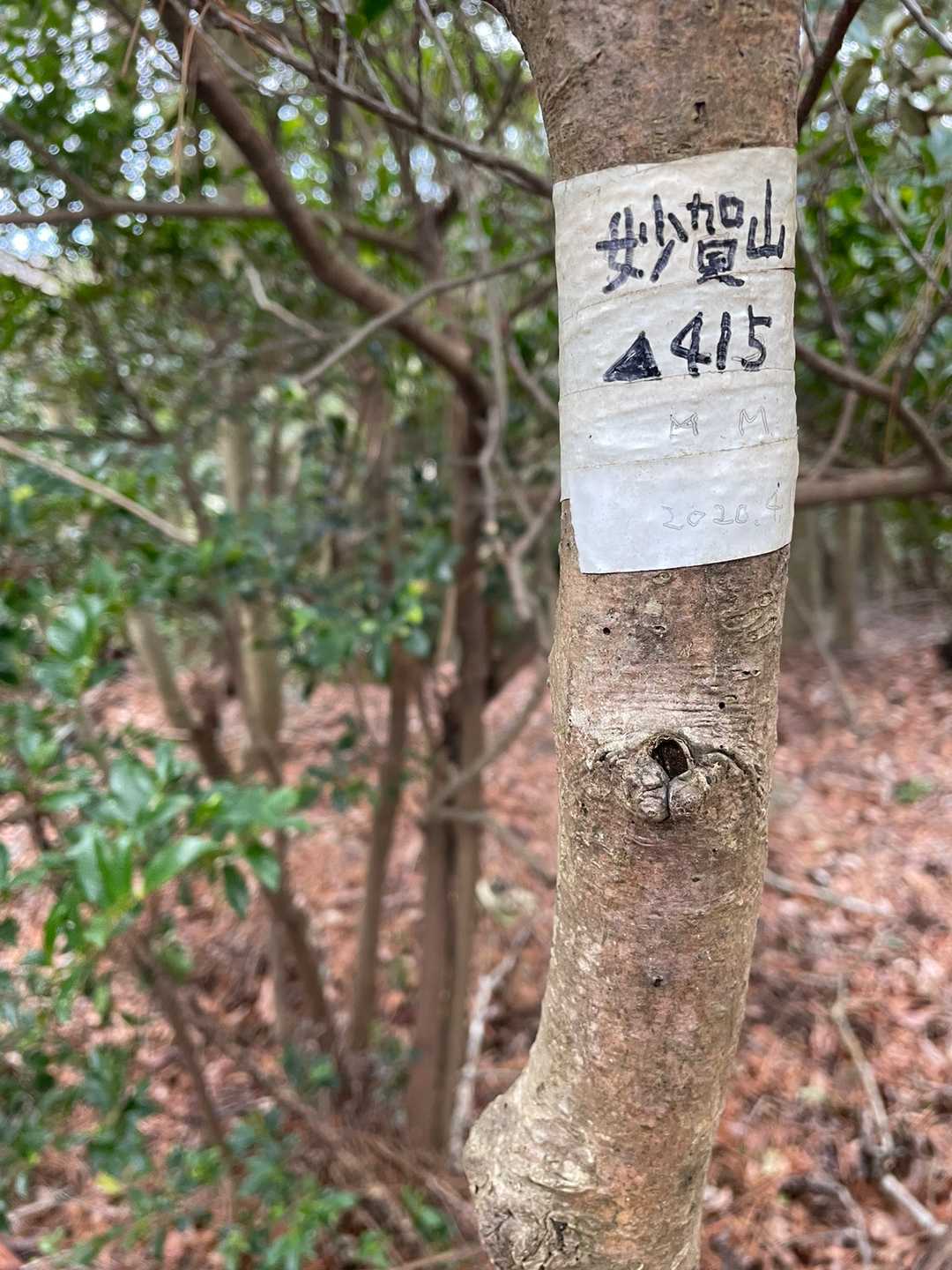 第一目標の妙賀山に到着。