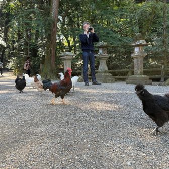 境内に放し飼いのニワトリ
