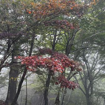 墓所の周りは自然の彩り…🍁