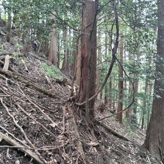 横から見るとこの斜度