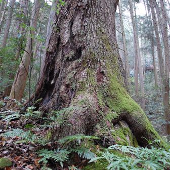 下りは旧のダイトレを歩きました😄