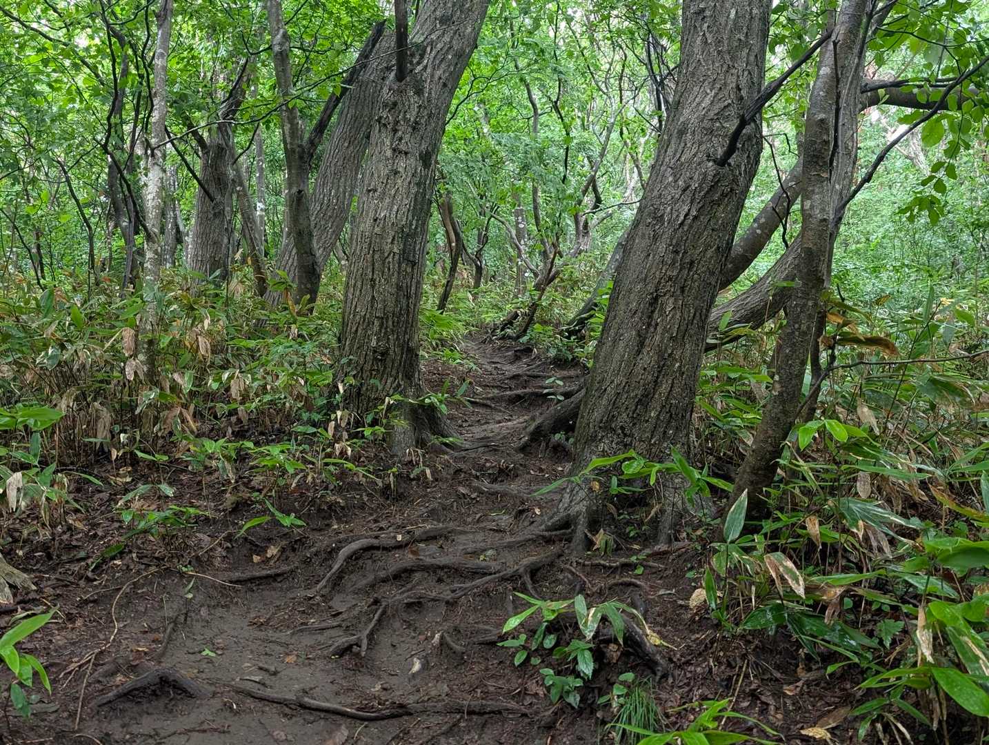 一歩踏み入れると世界が一変する。

なかなか本格的な登山道だった。