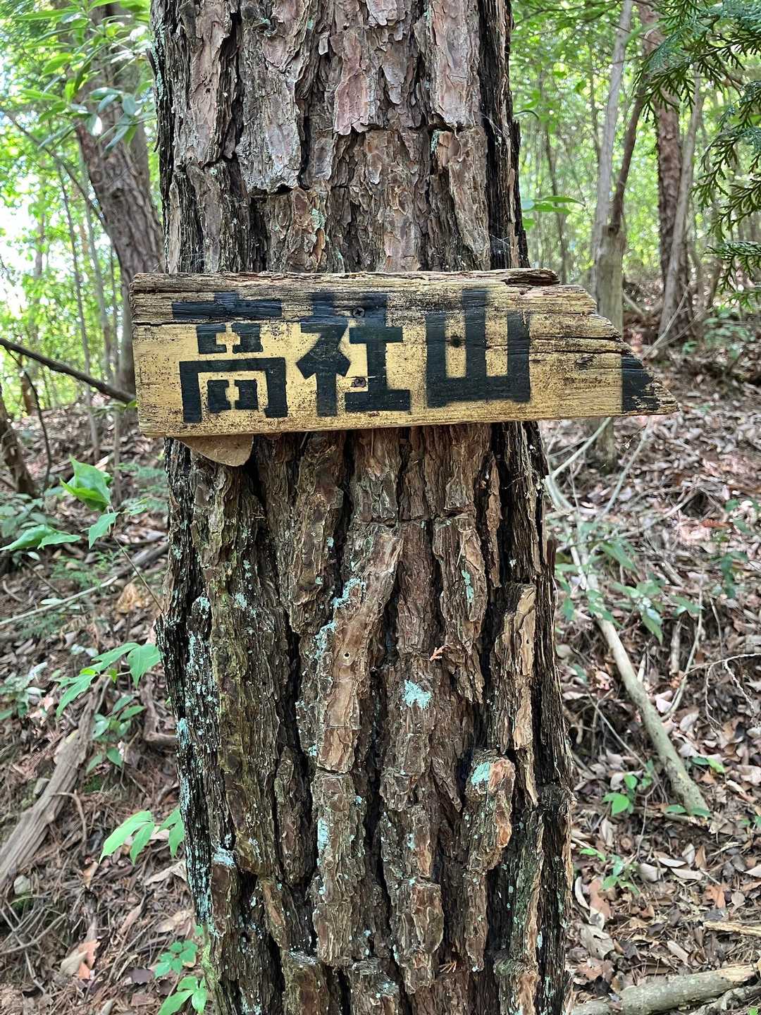 高社山 往復コースの写真