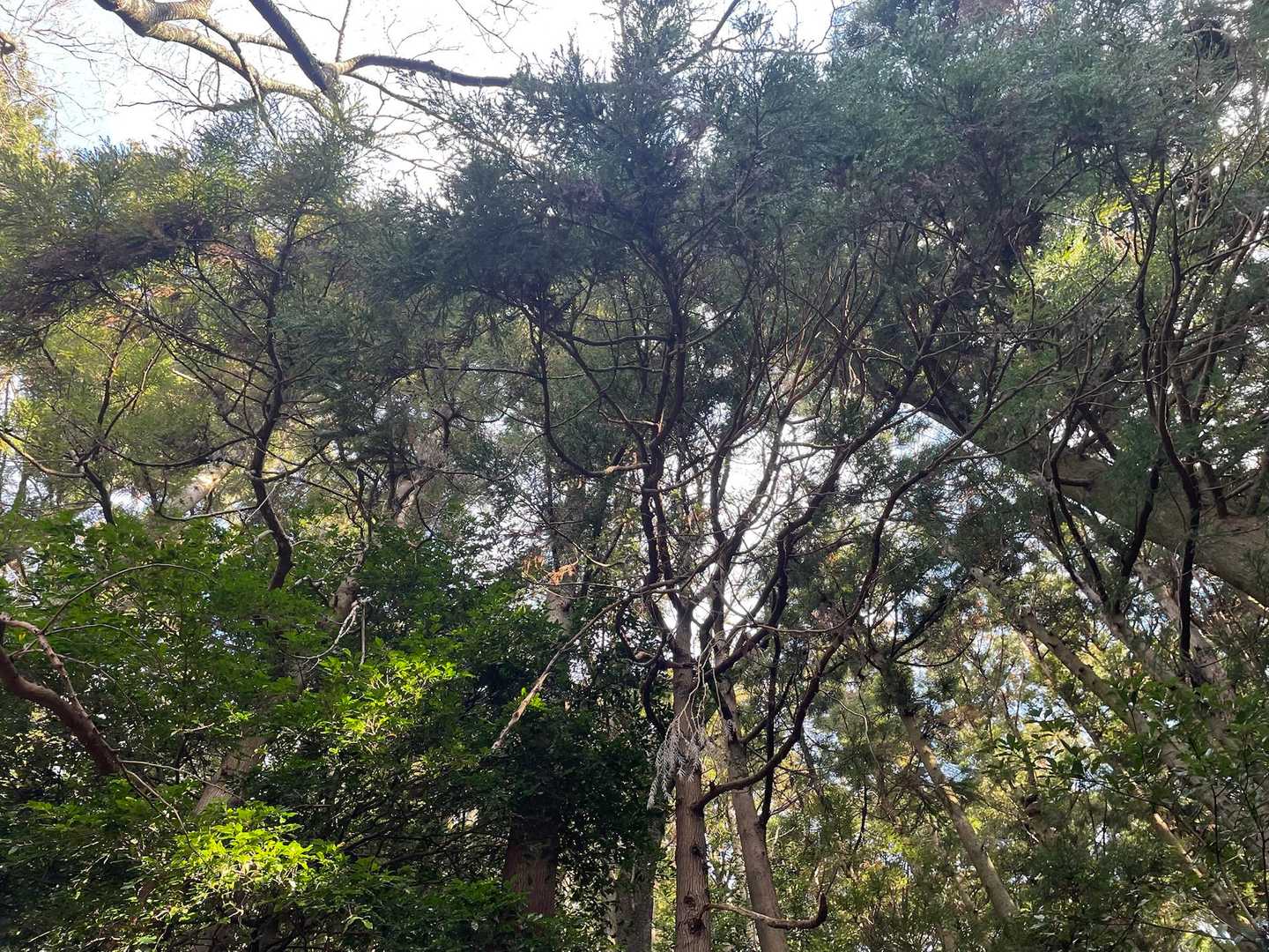 春、桜が綺麗なんでしょうね
